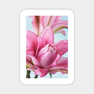 Lilium  Roselily Isabella  Double Oriental hybrid Lily Magnet