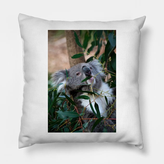 Feeding Time For Koalas Pillow by GP1746
