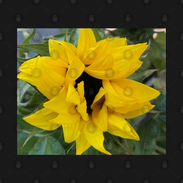 Sunflowers for Peace on Earth: Open the Heart in Solidarity with Ukraine by Photomersion