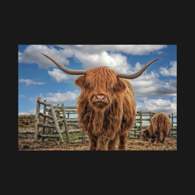 Hairy Highland Cow by dalekincaid