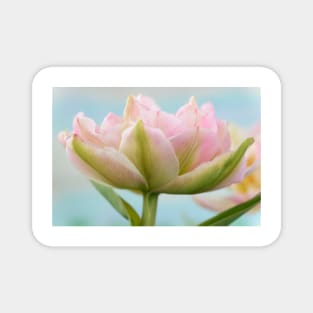Tulipa  &#39;Peach Blossom&#39;  Tulip  Double Early Group Magnet