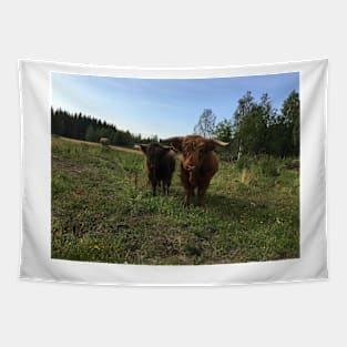 Scottish Highland Cattle Bulls 1498 Tapestry