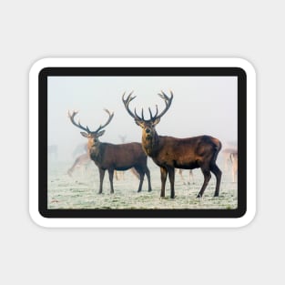 Red Deer Stags in Mist Magnet