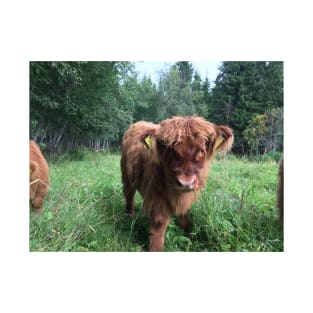 Scottish Highland Cattle Calf 1511 T-Shirt