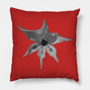 Gladioli Blushing Bride Vanilla Pillow