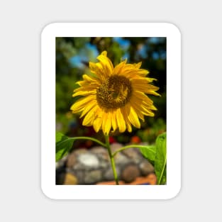 Sunflower Magnet