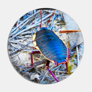 Australian cockroach on walkabout Pin