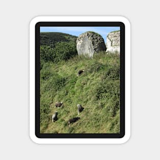 Herdwick Sheep, Corfe Castle, Dorset, England Magnet