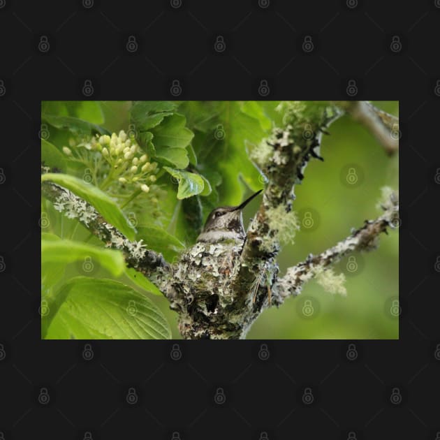 Hummingbird on nest by SandiLin