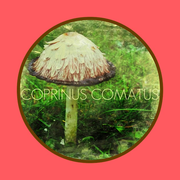 Coprinus Comatus Mushroom by TheDaintyTaurus