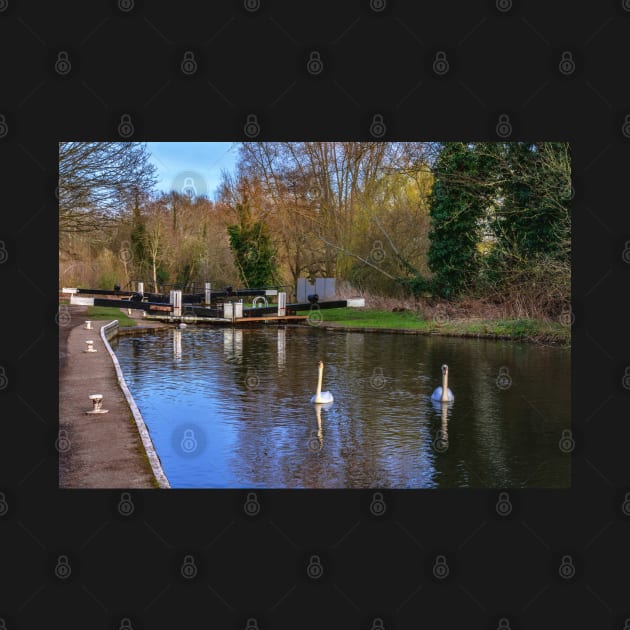 Swans At Greenham Lock by IanWL