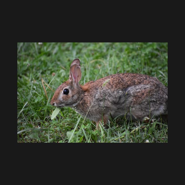 Eastern Cottontail eating by ToniaDelozier