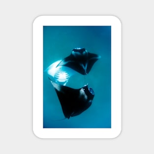 Manta rays feeding (C007/2162) Magnet