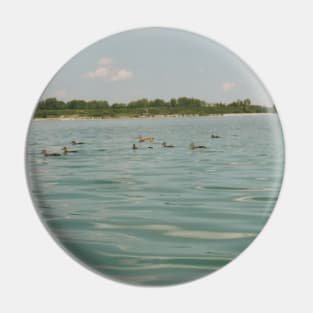 Ducks in a lake Pin