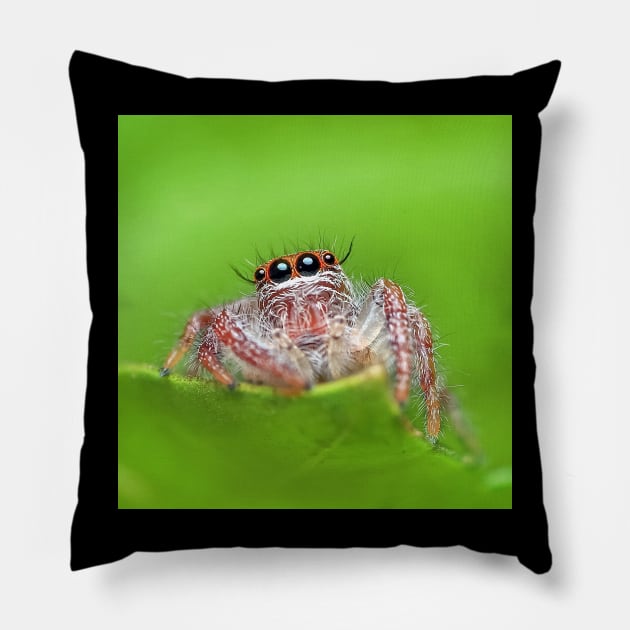 Jumping Spider Pillow by Rosettemusicandguitar