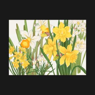 Vintage print - Yellow and white daffodils Long T-Shirt