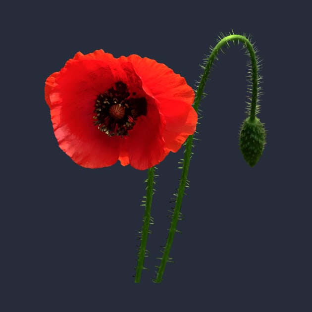 Red Poppy and Bud by SusanSavad