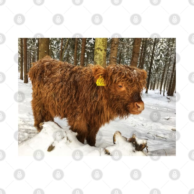 Scottish Highland Cattle Calf 1676 by SaarelaHighland