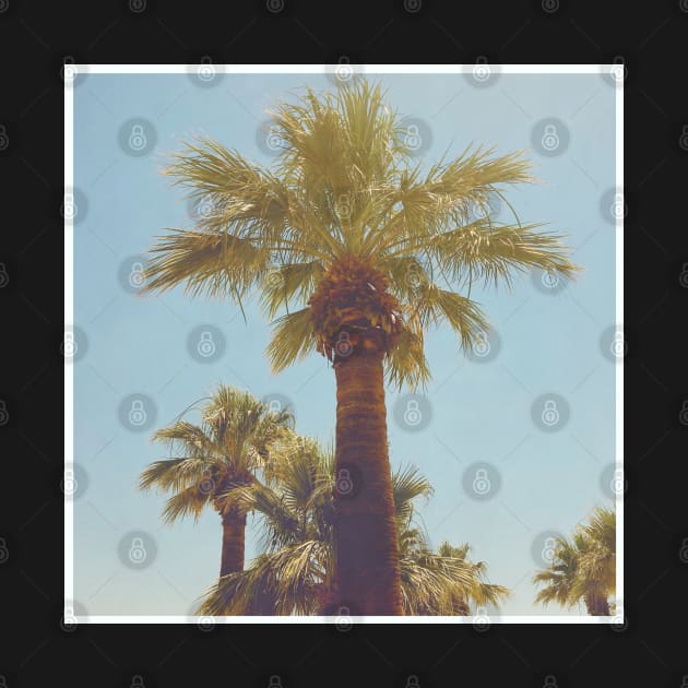 Pretty picture of a Palm Tree. Pretty Palm Trees Photography design with blue sky by BoogieCreates