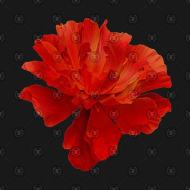 Hadestown Flower Hadestown Gift TShirt TeePublic