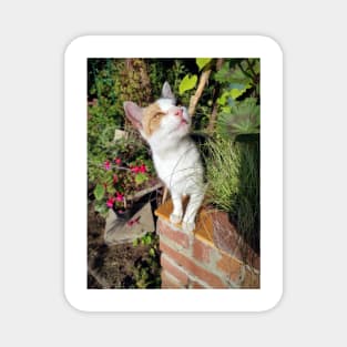 Calico cat in the garden Magnet