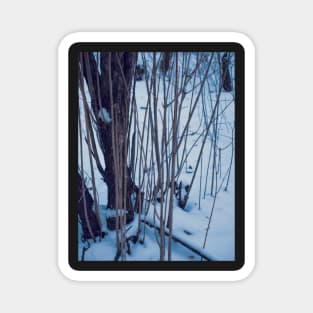Winter in the forest Magnet