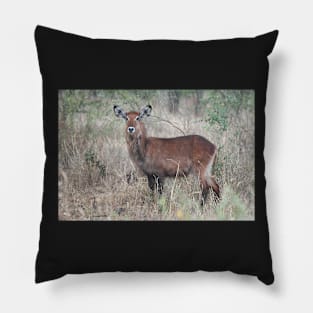 Defassa Waterbuck, Serengeti National Park, Tanzania. Pillow