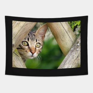 Cute Cat Tapestry