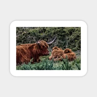 Dartmoor Highland Long Horned Cattle Magnet
