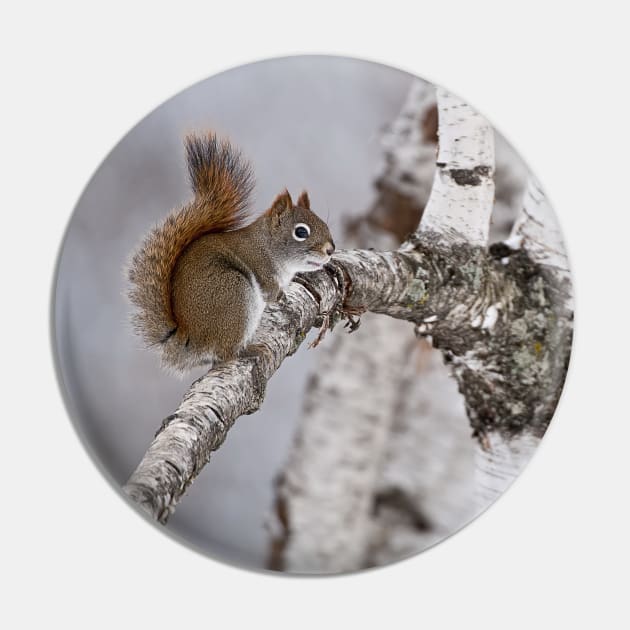 Red Squirrel Pin by jaydee1400