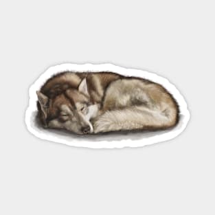 The Siberian Husky Magnet