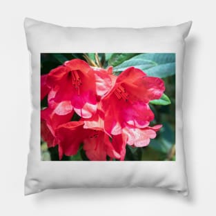 Red rhododendron flowers Pillow