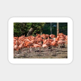 Flock of Flamingos Magnet