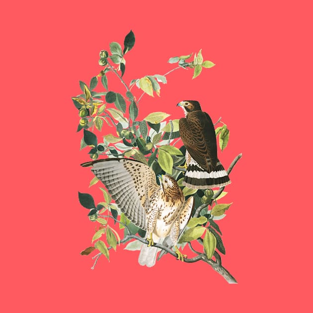 Audubon Broad-winged Hawk by Dystopianpalace