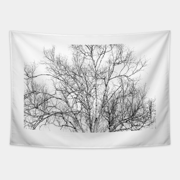 Spring Birch Tapestry by srwdesign