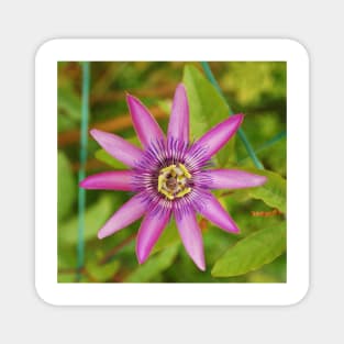 Passiflora Lavender Lady Magnet