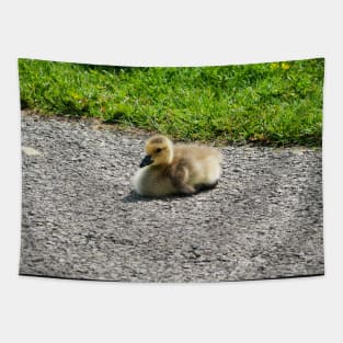 Young Gosling Sitting on The Pavement Tapestry