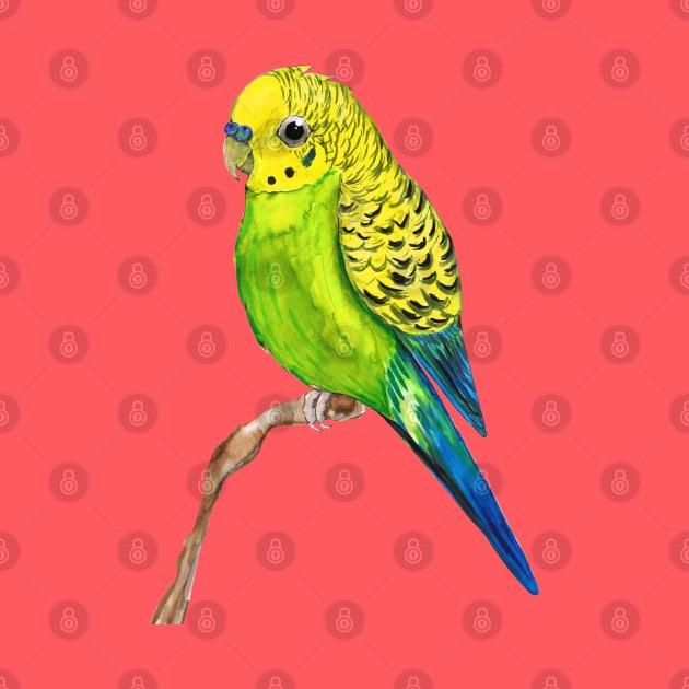 Cute budgie by Bwiselizzy