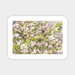 Pastel Pink Springtime Orchard Apple Blossoms in Naramata Magnet