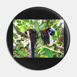 Monkey in Tree - Boquete, Panama Pin