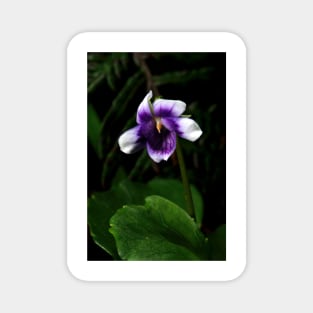 Ivy Leaved Violet Magnet