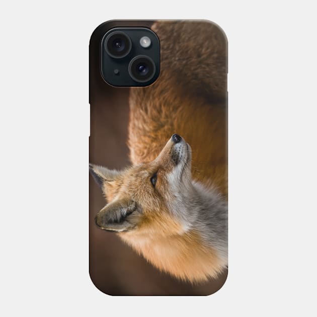 Red Fox Phone Case by jaydee1400