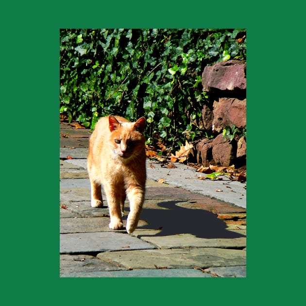 Cats - Orange Tabby Taking a Walk by SusanSavad