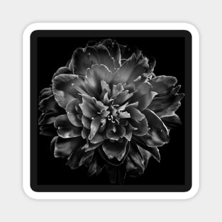 Backyard Flowers In Black And White No 55 Magnet