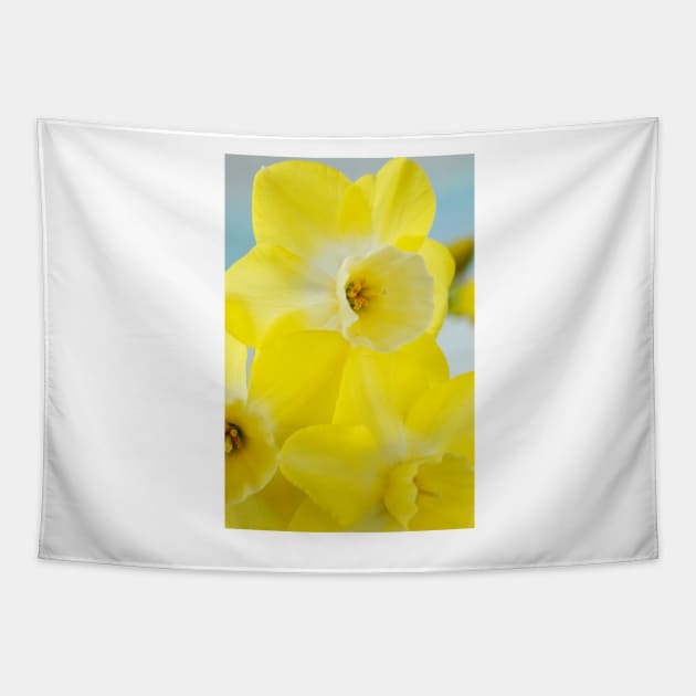 Narcissus  &#39;Regeneration&#39;  Division 7 Jonquilla   Daffodil Tapestry by chrisburrows