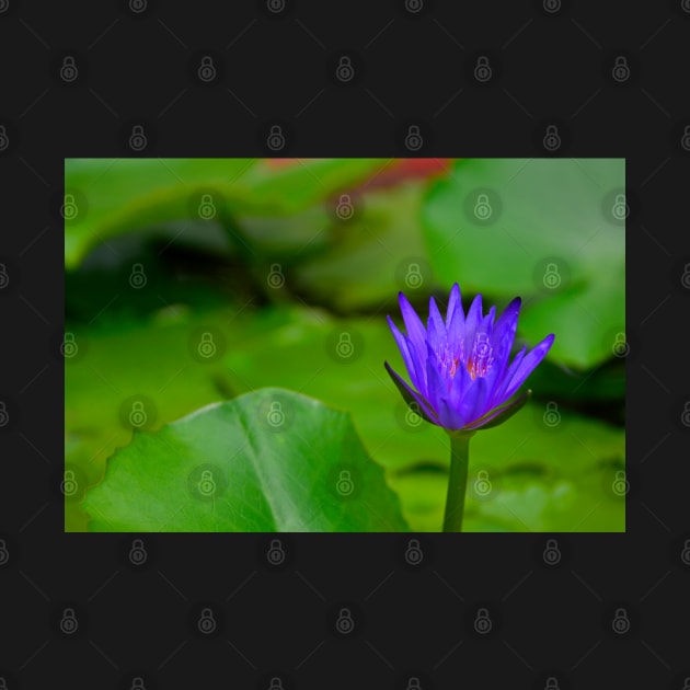 Purple Water Lily by jojobob