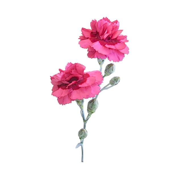 Pink Carnations by PhotoArts