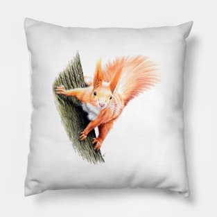 Red Squirrel Coloured pencil Drawing Pillow