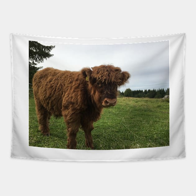 Scottish Highland Cattle Calf 1525 Tapestry by SaarelaHighland