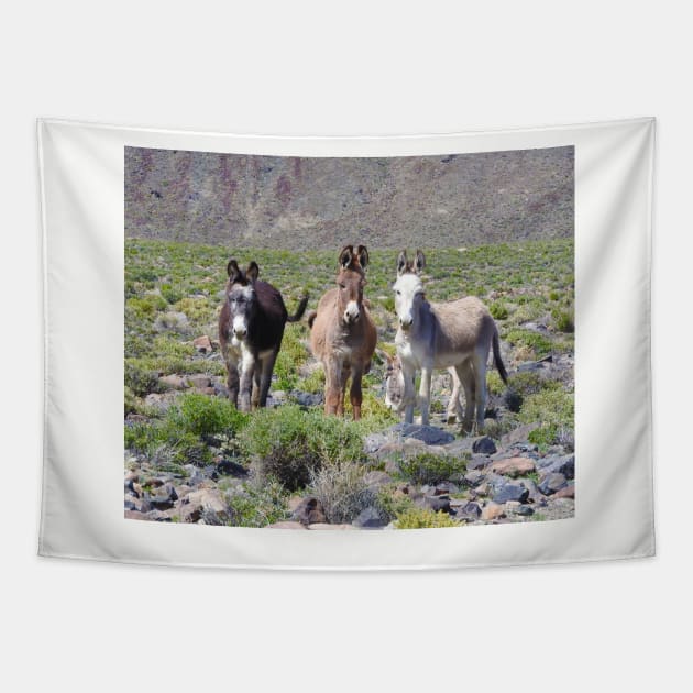 Wild burros, donkeys, wildlife, Nevada, Treasures of Marietta Tapestry by sandyo2ly